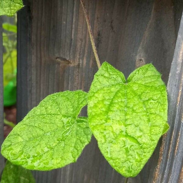 Thunbergia alata Ліст