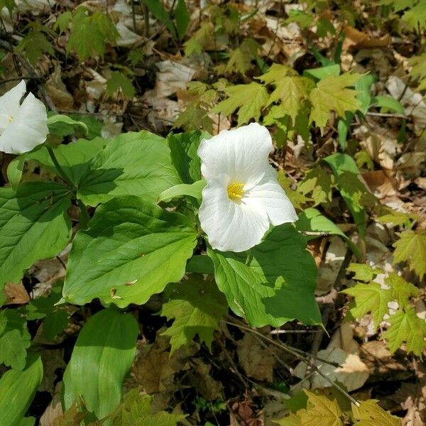 Trillium grandiflorum Květ