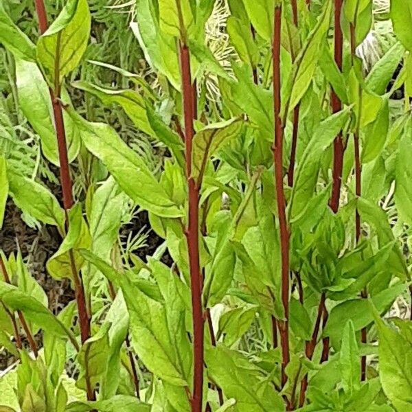 Oenothera tetragona പുറംതൊലി