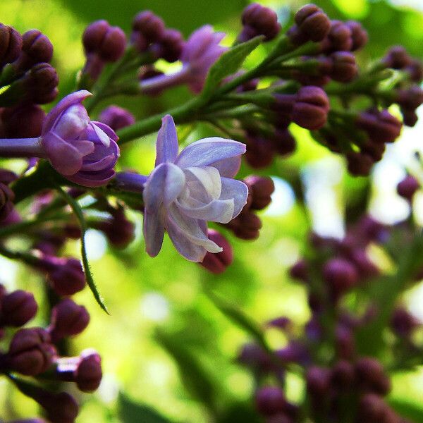 Syringa vulgaris Žiedas