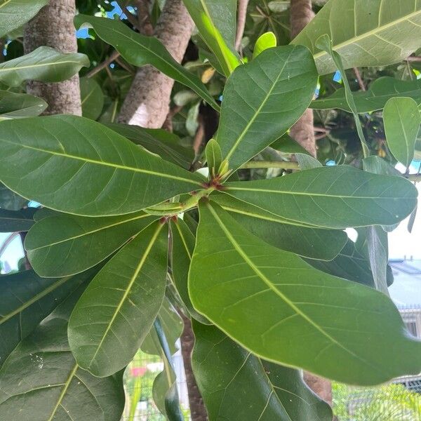 Barringtonia asiatica 叶