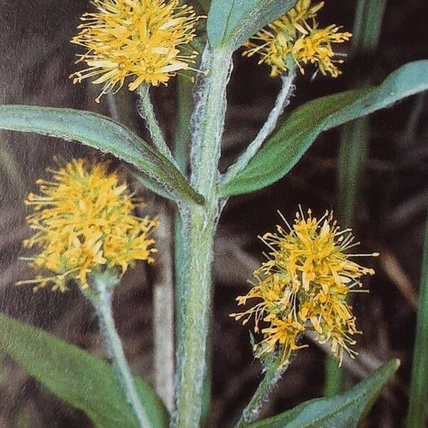 Lysimachia thyrsiflora Blomma