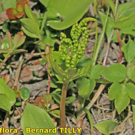 Botrychium lanceolatum ശീലം