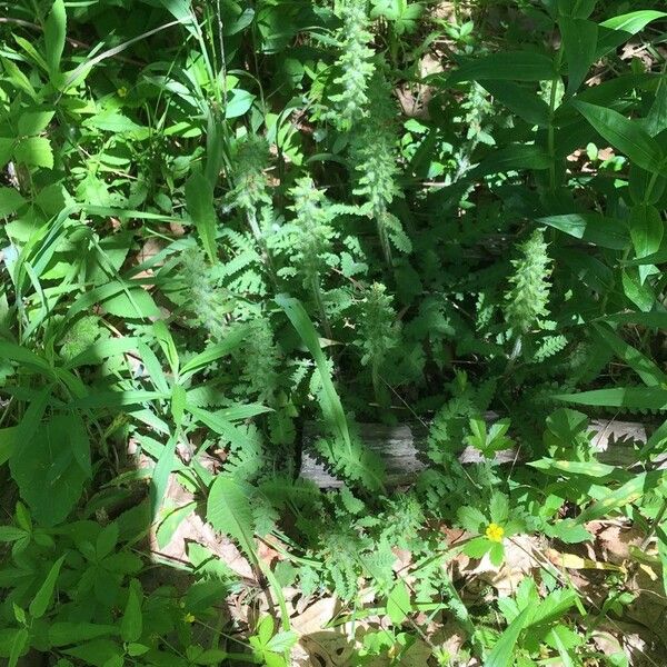 Pedicularis canadensis Blad