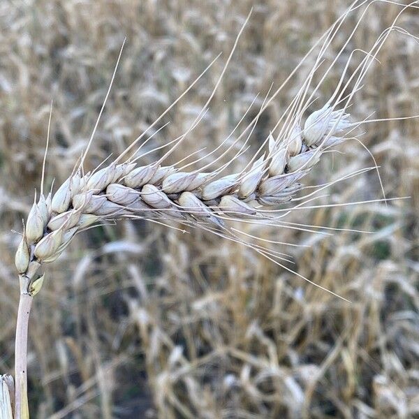 Triticum aestivum Fruit