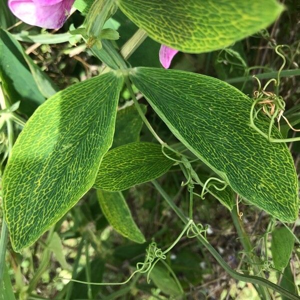 Lathyrus latifolius Blad