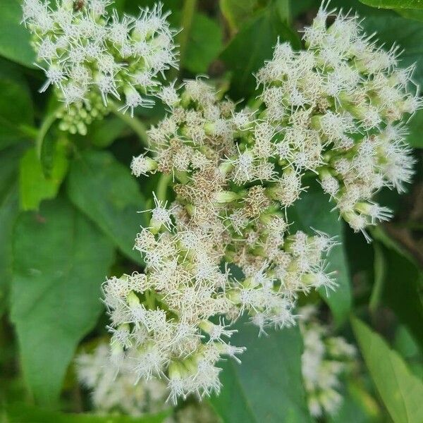 Austroeupatorium inulifolium 花