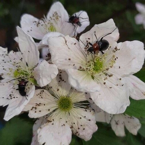 Rubus pruinosus Flower