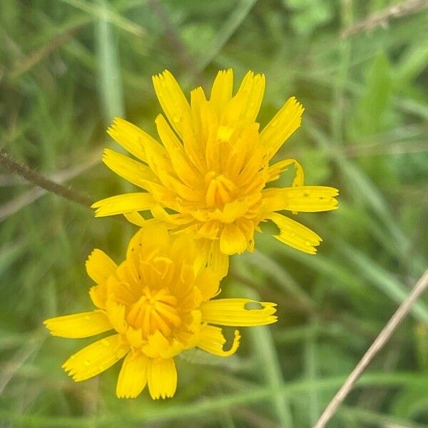 Leontodon hispidus Flower