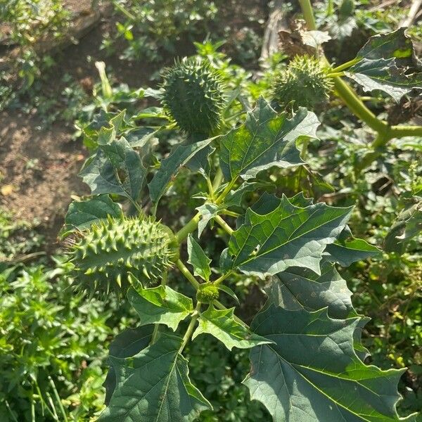 Datura stramonium Frutto