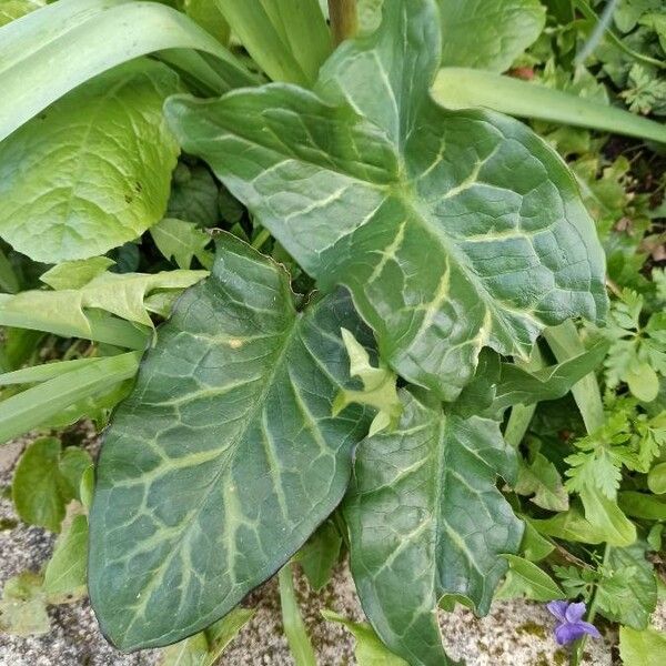 Arum italicum 葉