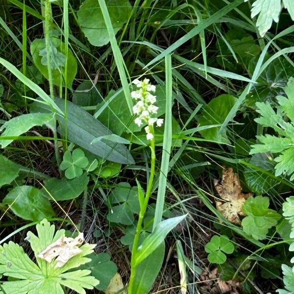 Pseudorchis albida Flor