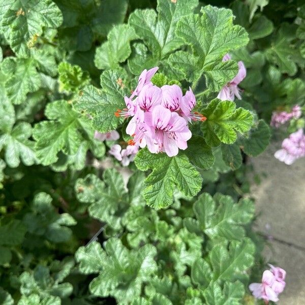 Pelargonium quercifolium Blüte