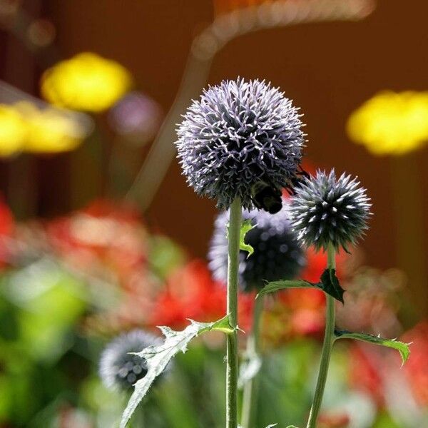 Echinops sphaerocephalus 花