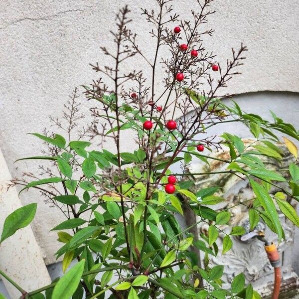 Nandina domestica ᱛᱟᱦᱮᱸ