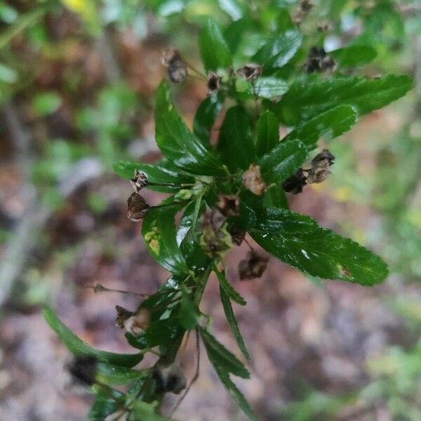 Capraria biflora Лист