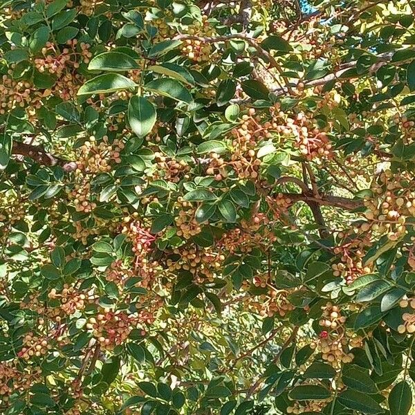 Zanthoxylum americanum Costuma