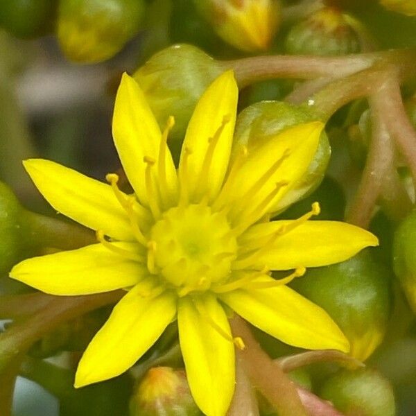 Aeonium arboreum Blüte