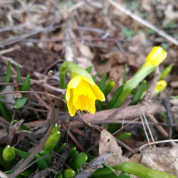 Narcissus minor Floare