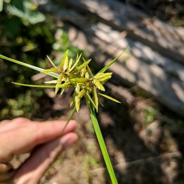 Cyperus strigosus Плід