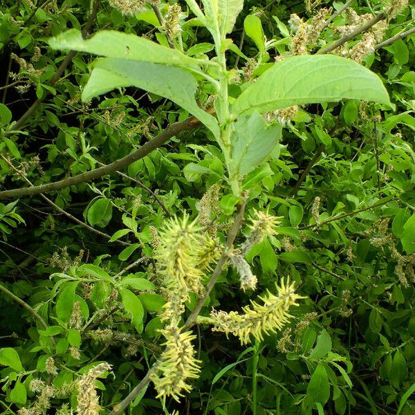 Salix pedicellata Žiedas