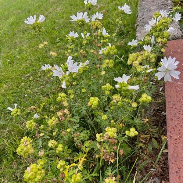 Malva alcea 形态