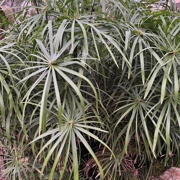 Cyperus alternifolius Folha