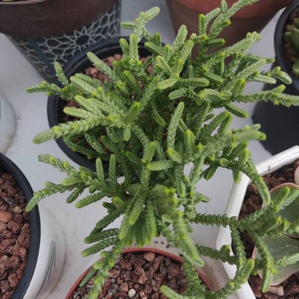 Crassula muscosa Blad