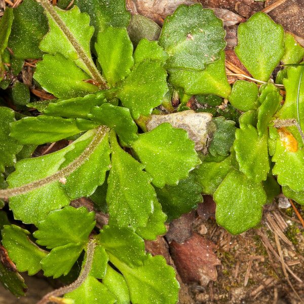 Saxifraga cuneifolia Leaf