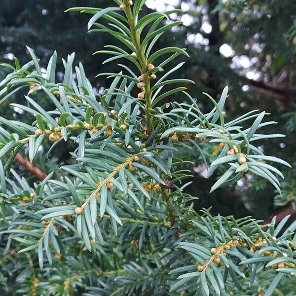 Taxus brevifolia برگ