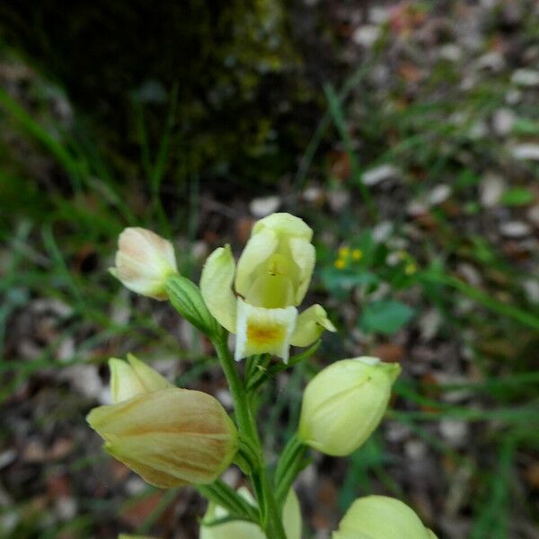 Cephalanthera damasonium Квітка