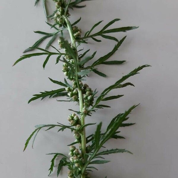 Artemisia biennis 花