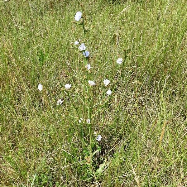 Cichorium intybus Habit