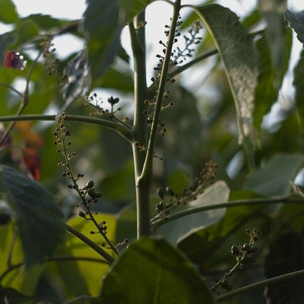 Brucea javanica Fruit