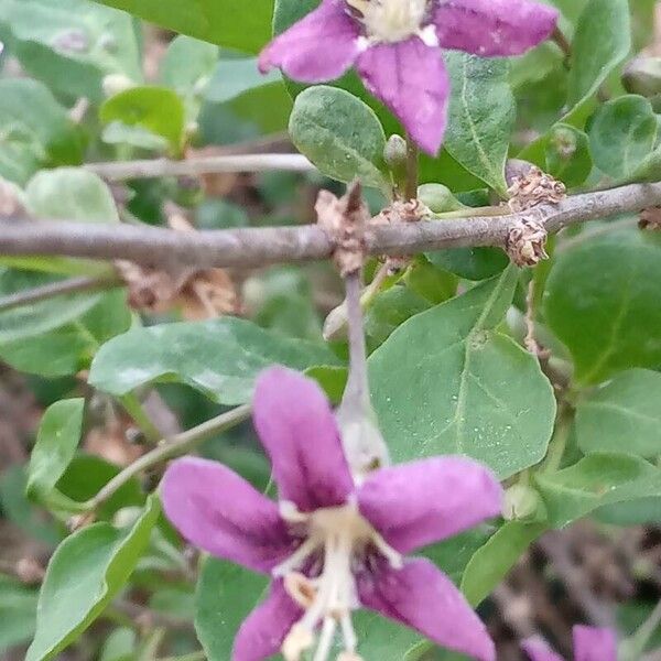 Lycium chinense Flower