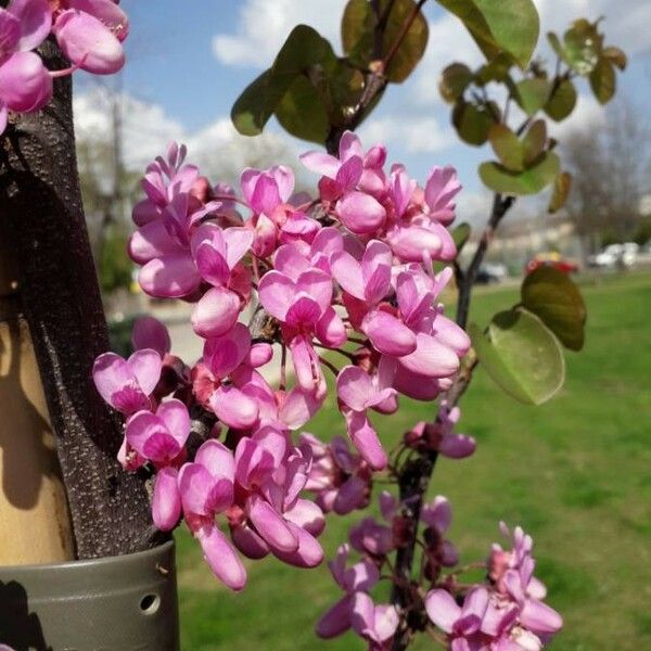 Cercis siliquastrum 花