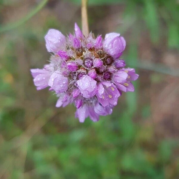 Armeria arenaria Blomst