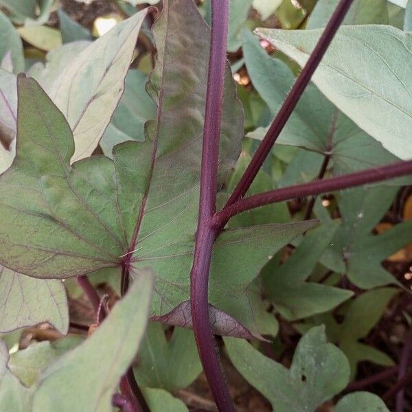 Ipomoea batatas Кара