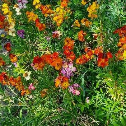 Erysimum × cheiri 形態