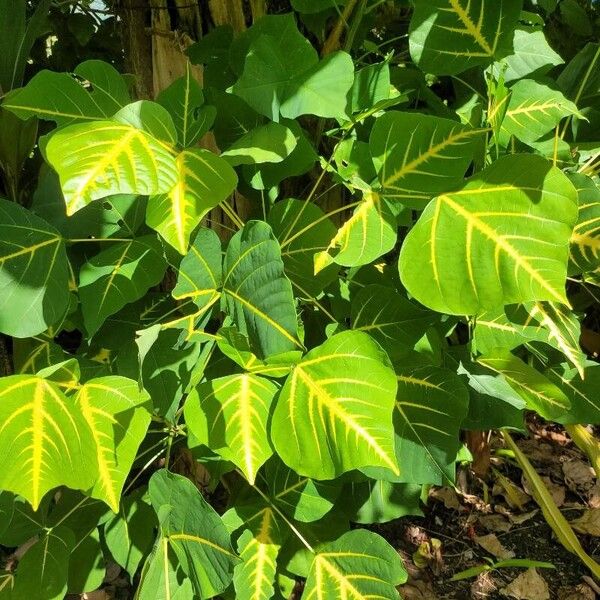 Erythrina variegata Leaf