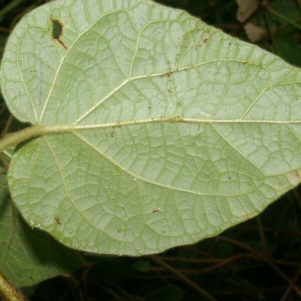 Mikania banisteriae 葉