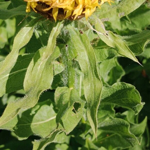 Centaurea macrocephala Yaprak