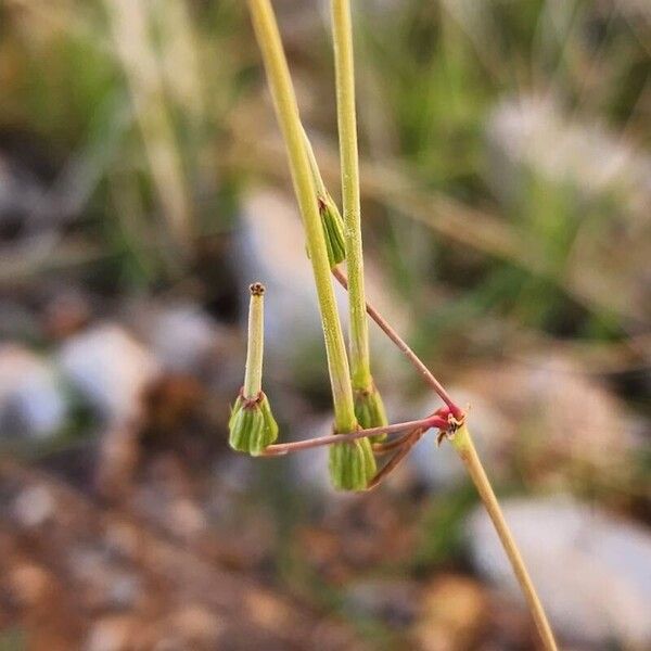 Erodium glaucophyllum Fruit