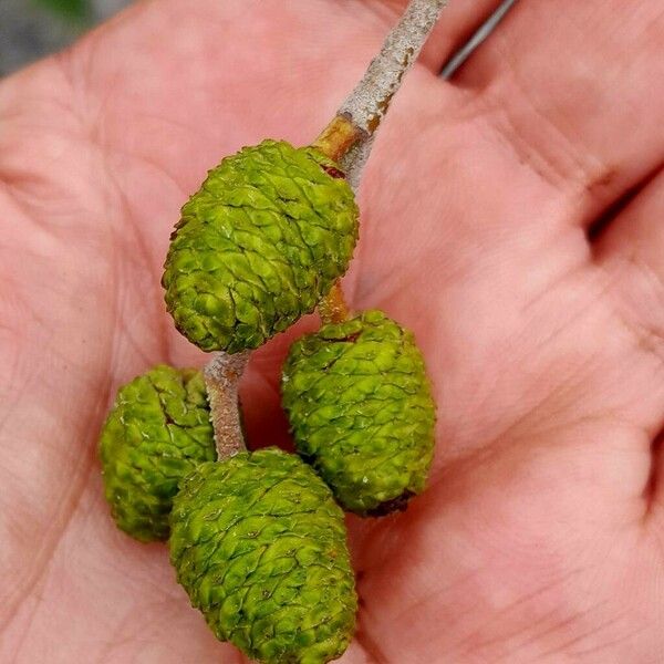 Alnus incana Frucht