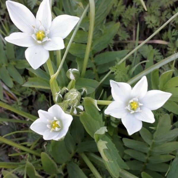 Ornithogalum umbellatum Fiore