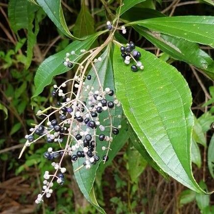 Miconia prasina Fruchs