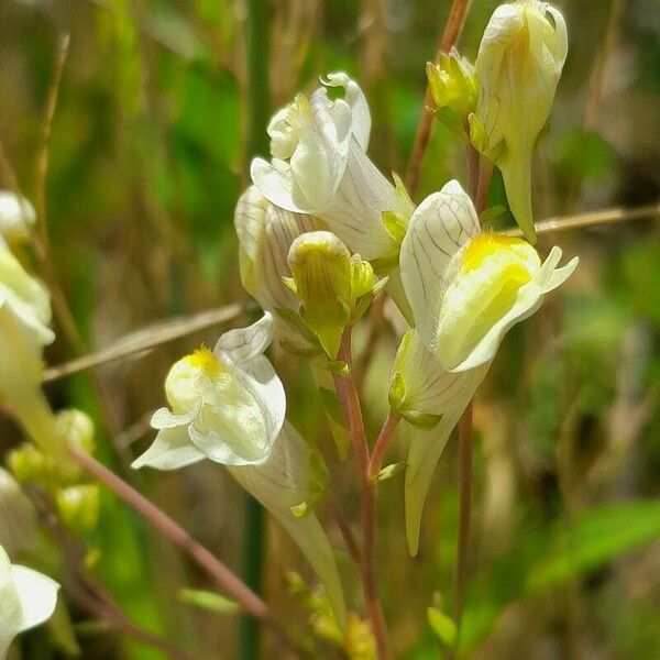 Linaria × sepium Flower
