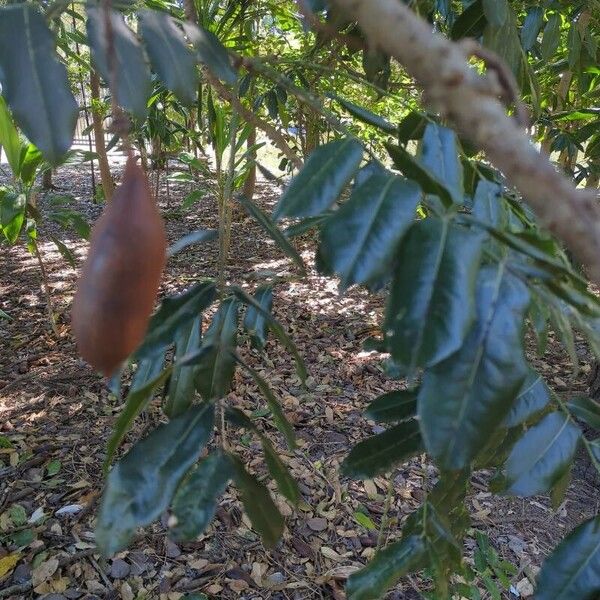 Castanospermum australe ফল