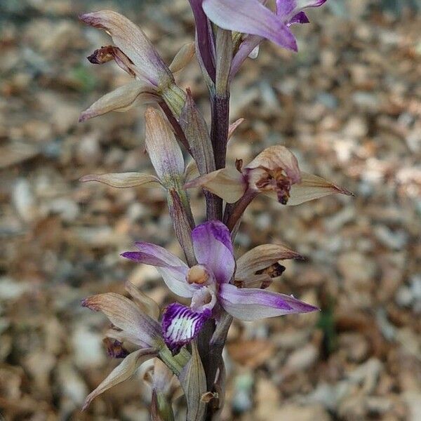 Limodorum abortivum Flor