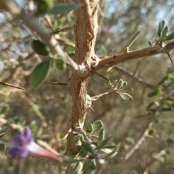Lycium shawii 樹皮